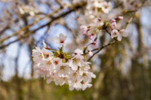 満開に近づく桜（写真）