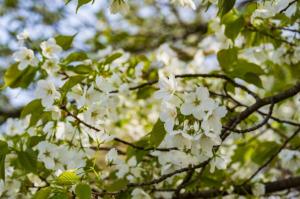 葉が出始めた桜（写真）