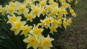 まとまって咲くのスイセンの花（写真）