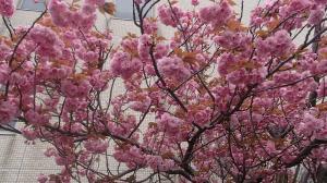 大型区総合事務所に咲く八重桜（写真）