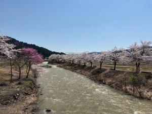 満開の桜並木と小黒川（写真）
