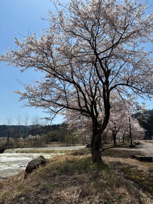 満開の桜の木（写真）