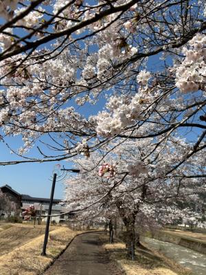 満開の桜拡大（写真）
