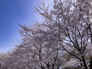 満開の桜（写真）