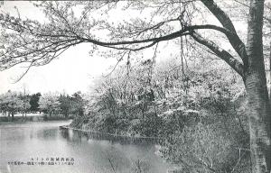 絵葉書「高田旧城址のさくら　万朶のさくら池水に映りて北国一の名花たり」（画像）