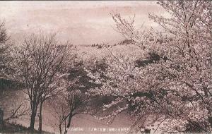 絵葉書「妙高南葉の銀嶺も桜花に映えて」（画像）