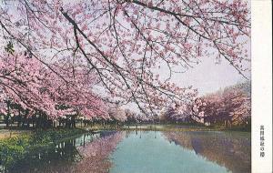 絵葉書「高田城址の桜」（画像）