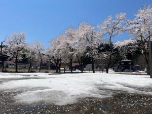 大島地域生涯学習センターの桜　雪上に散る花びら（全景の写真）
