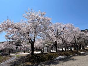大島地域生涯学習センターの桜（全景の写真）
