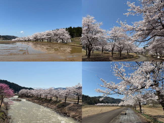 安塚区の桜（組写真）