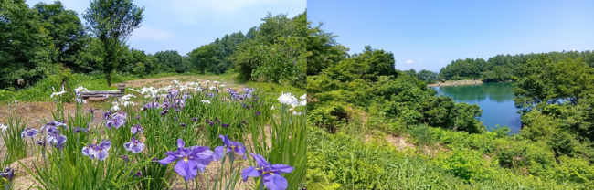 あやめ畑と、玄藤寺池の様子（写真）