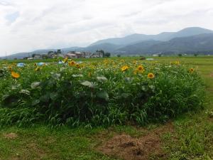 竪孔建物付近のヒマワリ（写真）