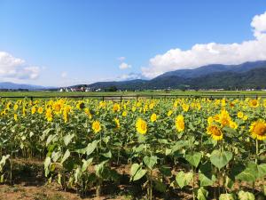 北側花畑のヒマワリ（写真）