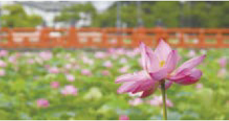 外堀一面に咲く蓮の花と西堀橋（写真）