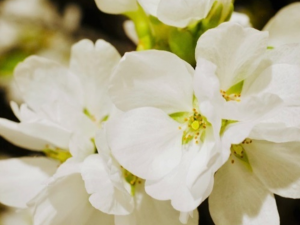 白い桜の花（写真）