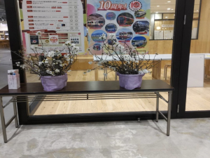 桜(写真)
