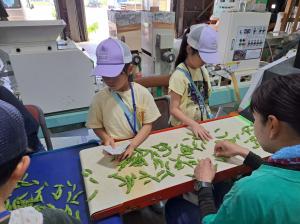 枝豆の選別（写真）