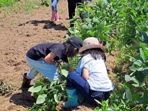 枝豆の収穫体験（写真）