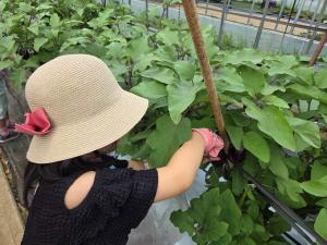 丸えんぴつナスの収穫体験（写真）