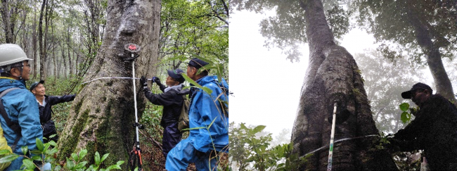 ブナの計測の様子(写真)