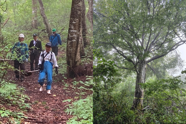 梨平峠道とブナの様子(写真)