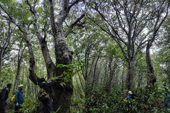 ブナの巨木(写真)