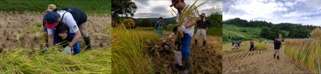 稲刈り体験の様子(写真)