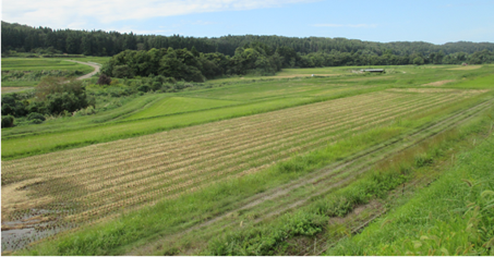 柿崎区芋島地内の様子(写真)