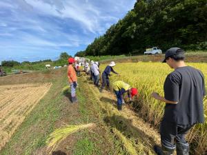 一列に並んで稲刈りをする児童の様子（写真）