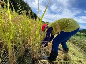 前かがみになって稲を刈る児童1人の様子（写真）