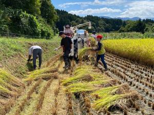 コンバインに稲を運び始めた児童たちの様子（写真）