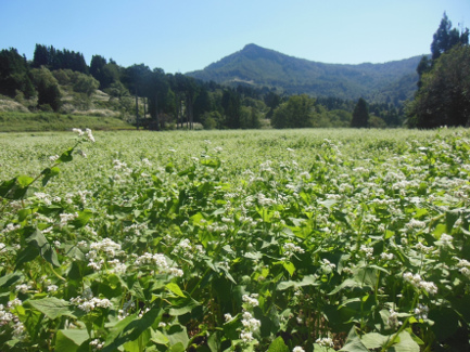 蕎麦畑の様子(写真)