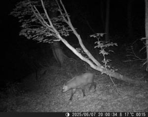 暗視カメラに写ったカモシカ（写真）