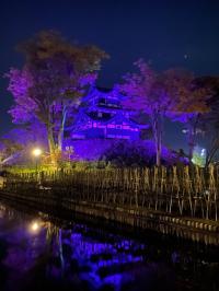 パープル・ライトアップ（写真）