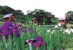 コテージ群とアヤメ(7月上旬)の写真