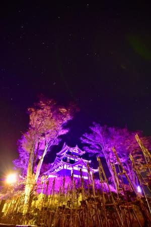 パープル・ライトアップ写真