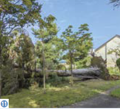 （写真11）強風により根から倒れた木