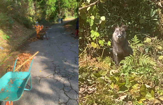 集落への道路と、ニホンカモシカ(写真)