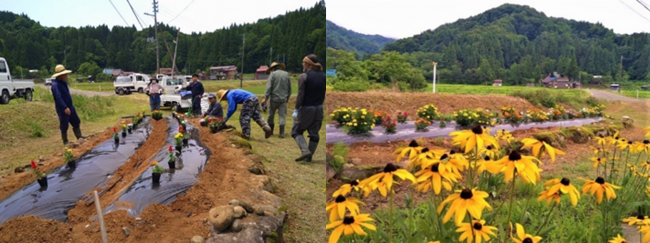 6月の花植えと初夏の風景(写真)