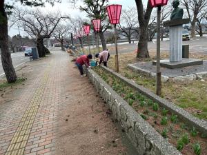 観桜会のボンボリが並ぶ花壇と草取りをする花うえ隊員たち（写真）