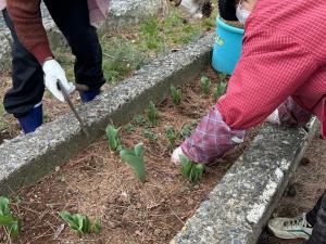 チューリップの芽が出た花壇内の雑草や落ち葉を集めています（写真）
