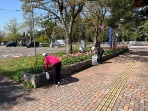 チューリップの咲いた花壇の草取りをしています（写真）