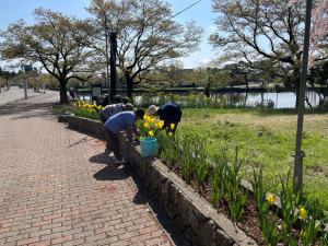 チューリップの咲いた花壇の草取りと花がら摘みをしています（写真）