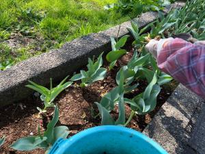 咲き終わったチューリップの花がら摘みをしています（写真）