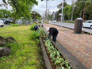 咲き終わったチューリップを掘返しています（写真）