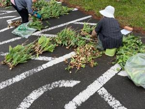 チューリップの色ごとに球根を集めています（写真）