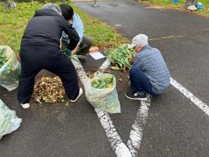 茎と葉を取り除き球根だけを集めています（写真）