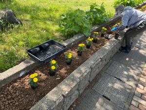 黄色のマリーゴールドを花壇に植えています（写真）
