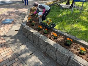オレンジ色のマリーゴールドを花壇に植えています（写真）