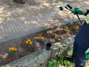 植えた苗が根付くように水をあげています（写真）